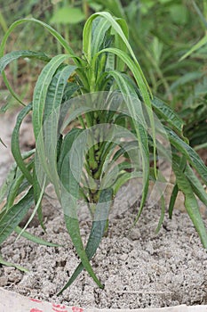 Ruellia simplex flower tree on farm