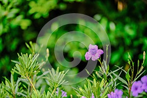 Ruellia Simplex In The Garden, At Daylight.