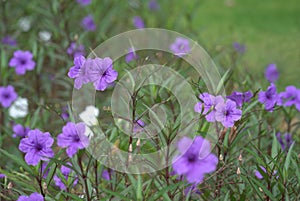 Ruellia simplex, the Mexican petunia, Mexican bluebell or Britton\'s wild petunia