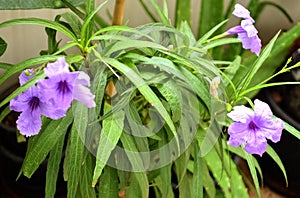 Ruellia simplex, the Mexican petunia, Mexican bluebell, britton's wild petunia Acanthaceae.  perennial plant. Purple flower