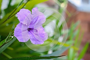 Ruellia simplex, the Mexican petunia, Mexican bluebell or Britton`s wild petunia, flowering plant. Floral wallpaper. Selective fo