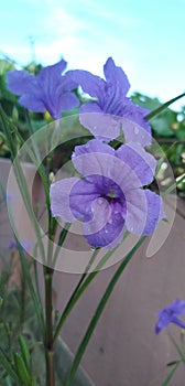 Ruellia simplex, the Mexican petunia, Mexican bluebell or Britton`s wild petunia, is a species of flowering plant in the family Ac