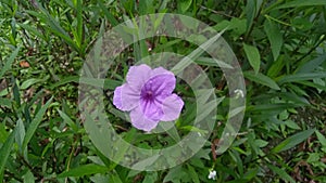 Ruellia Simplex at the Park