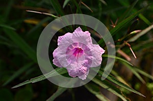 Ruellia simplex pink flower