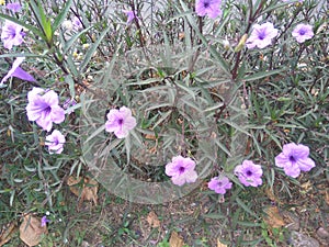 Ruellia simplex with purple color in the garden