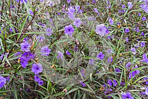Ruellia simplex with purple flowers