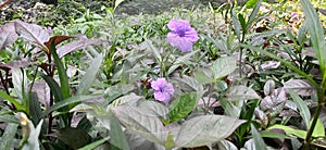 ruellia simplex always stunning