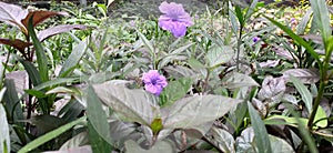 ruellia simplex always stunning