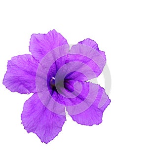 Ruellia simplex violet white background isolated
