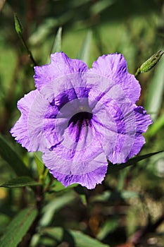 Ruellia tuberosa