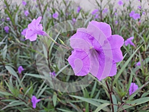 ruellia tuberosa