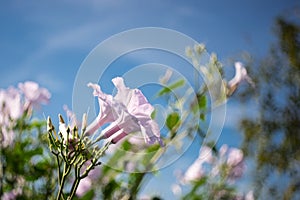 Ruellia tuberosa