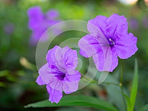 Ruellia tuberosa, Acanthaceae , green background.