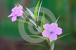 Ruellia tuberosa flower