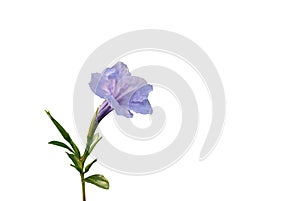 Ruellia tuberosa flower