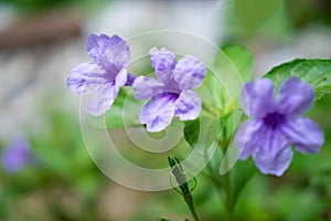 Ruellia tuberosa Flower Background
