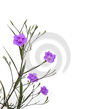 Ruellia tuberosa flower blooming against white background