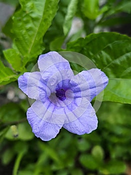 Ruellia tuberosa Flower in The Garden