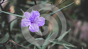 Ruellia tuberosa flower or purple flower