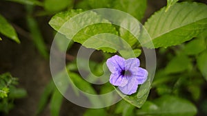 Ruellia tuberosa in Indonesian forest