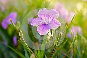 Ruellia Tuberosa L Flowers Garden In The Morning Atmosphere