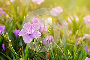 Ruellia Tuberosa L Flowers Garden In The Morning Atmosphere