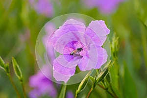 Ruellia Tuberosa L Flowers Garden In The Morning Atmosphere