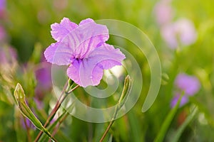 Ruellia Tuberosa L Flowers Garden In The Morning Atmosphere