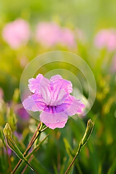 Ruellia Tuberosa L Flowers Garden In The Morning Atmosphere