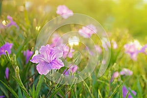 Ruellia Tuberosa L Flowers Garden In The Morning Atmosphere