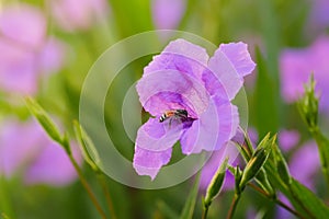 Ruellia Tuberosa L Flowers Garden In The Morning Atmosphere