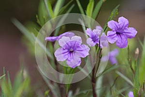 Ruellia tuberosa L., Ruellia clandestina