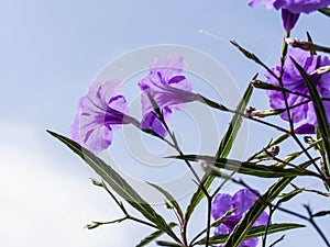 Ruellia tuberosa Linn. Toi ting