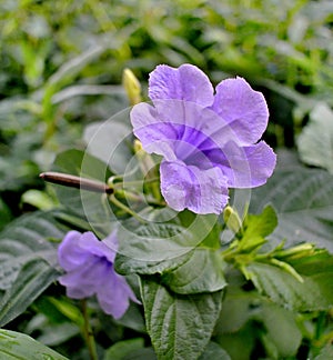 Ruellia tuberosa or minnieroot, popping pod, cracker plant in garden:purple color flower in morning light
