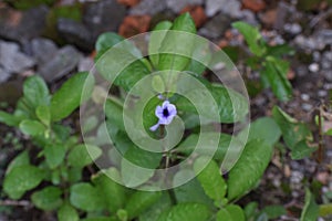 Ruellia Tuberosa Plant in Blur Image