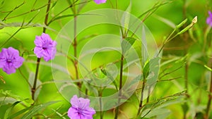 Ruellia tuberosa purple wild garden flowers panning camera