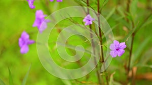 Ruellia Tuberosa Wild Garden Flowers Panning Camera