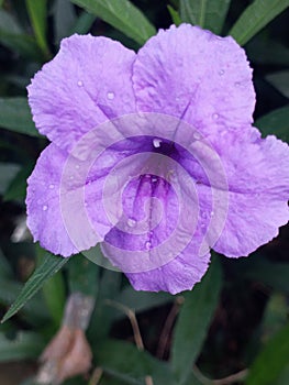 Ruellia Tuberosal is a purple flower that is easy to find in roadside gardens.