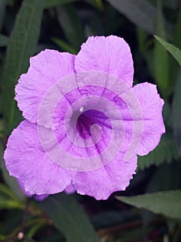 Ruellia Tuberosal is a purple flower that is easy to find in roadside gardens. photo