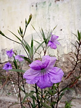 Ruellia tweediana Griseb. Britton& x27;s Wild Petunia, Mexican Bluebell .Flower blooming on garden