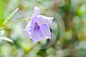 ruellias or wild petunias , Ruellia simplex or Acanthaceae