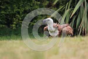 Rueppell griffon vulture