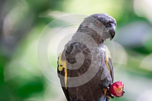 Rueppell`s parrot Poicephalus rueppellii is endemic in southwestern Africa from central Namibia to southwest Angola