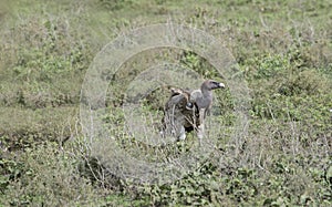 Rueppellâ€™s Griffon Gyps rueppellii Vulture on Ground