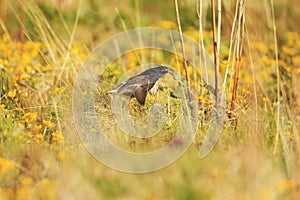 Ruff inside flowers