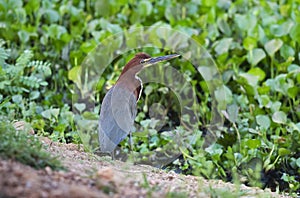 Rufescent tiger heron in forest environment,Pantanal Forest