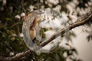 Rufescent tiger heron perched on diagonal branch