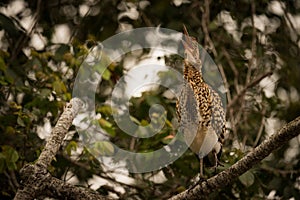 Rufescent tiger heron squawking with beak open