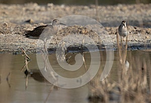 A ruff at Asker Marsh, Bahrain