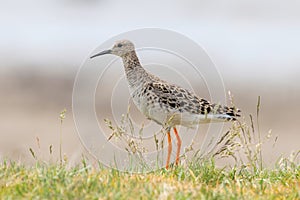 Ruff Bird Philomachus pugnax Ruff Wader Bird